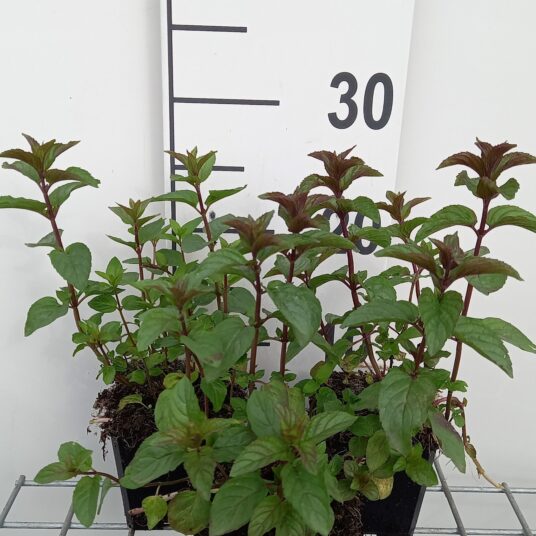 Mentha pip. 'Chocolate'