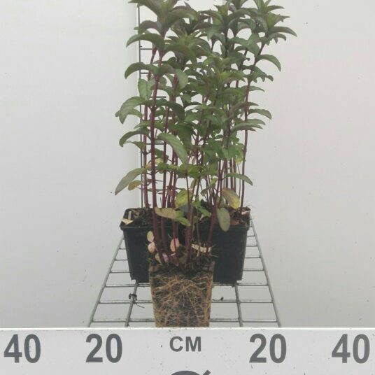 Mentha x piperita