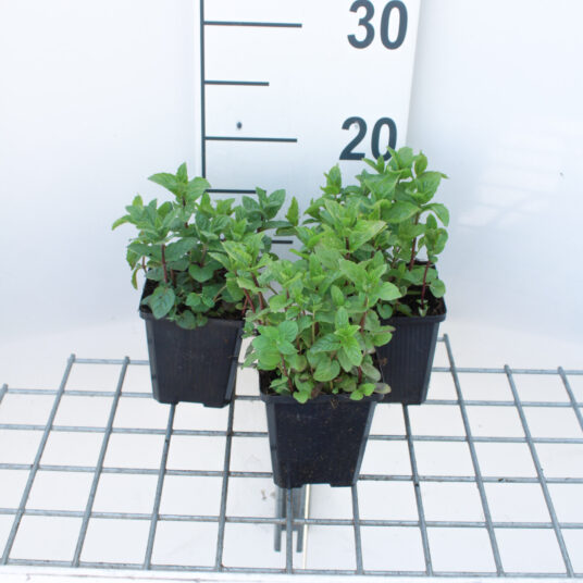 Mentha spicata