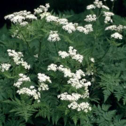 Myrrhis odorata