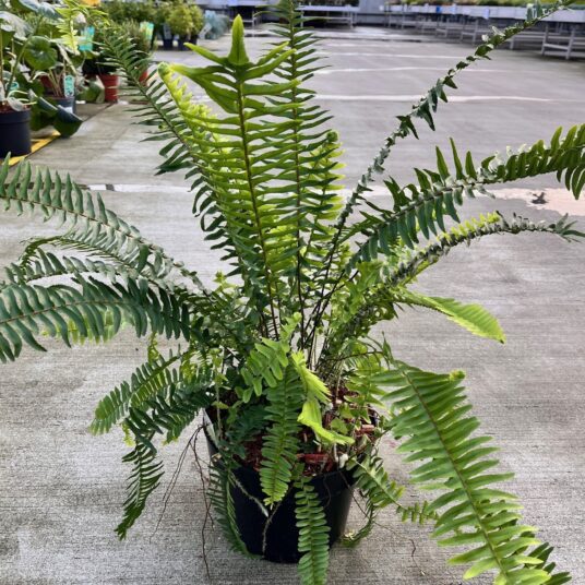 Nephrolepis cordifolia 'Arctic Jungle'