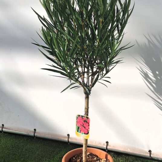 Nerium oleander 'Papa Gambeta'