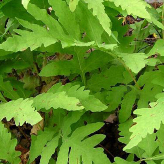 Onoclea sensibilis