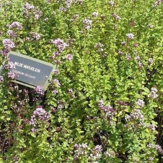 Origanum vulgare