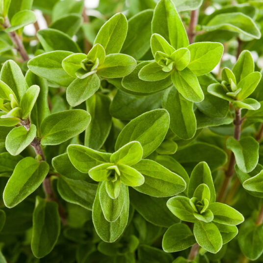 Origanum vulg. 'Compactum'