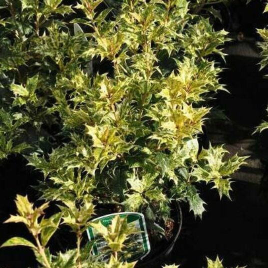 Osmanthus het. 'Goshiki' (='tricolor')
