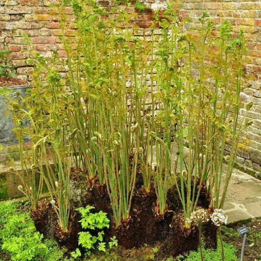 Osmunda regalis