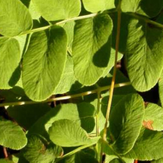 Osmunda reg. 'Purpurascens'