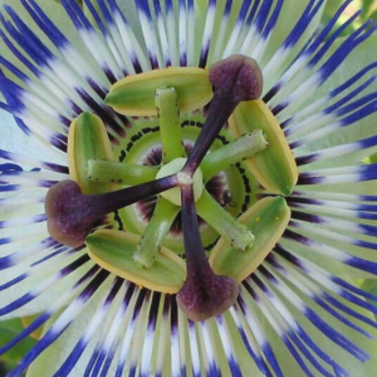 Passiflora caerulea