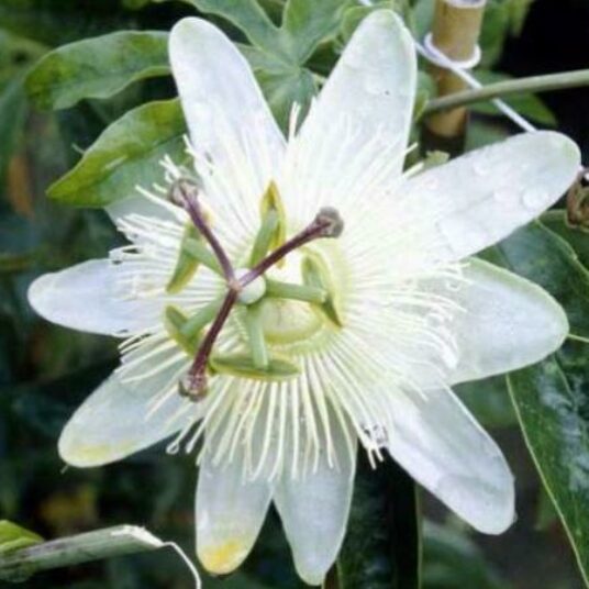 Passiflora caer. 'Constance Elliot'
