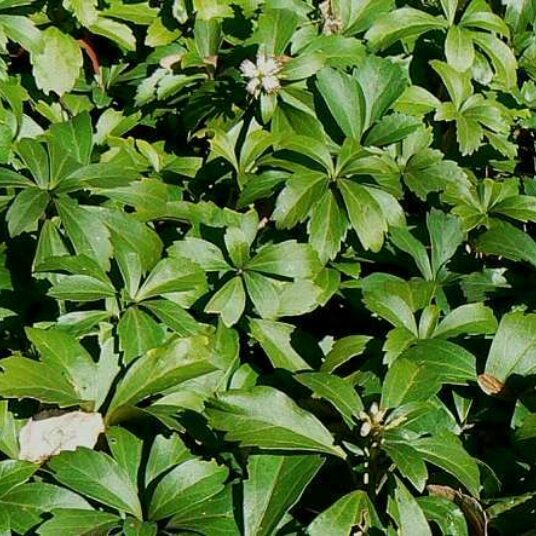 Pachysandra terminalis