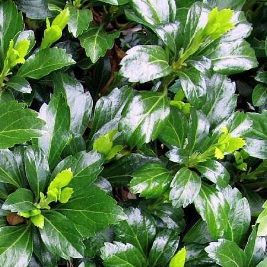 Pachysandra term. 'Green Sheen'