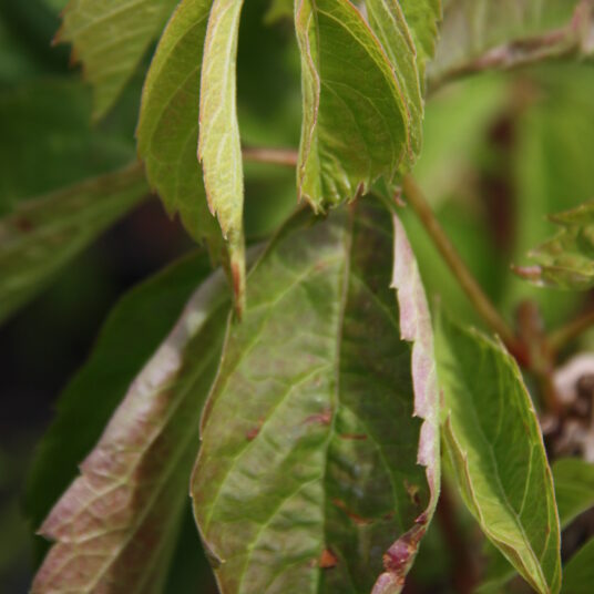 Parthenocissus quinq. 'Engelmannii'