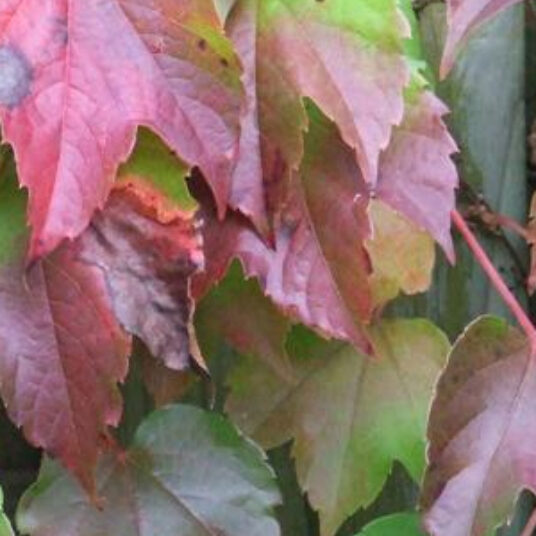 Parthenocissus tr. 'Veitchii'