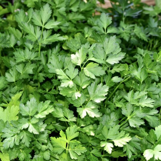 Petroselinum crisp. 'Neapolitanum'