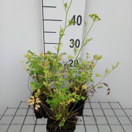 Petroselinum hortense