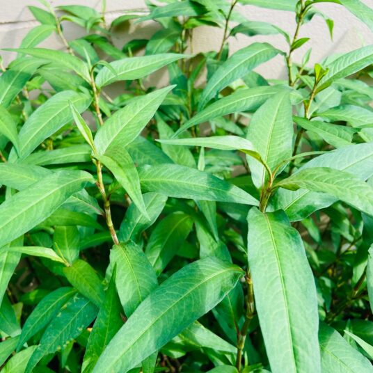 Persicaria odoratum (=vietnamese koriander)