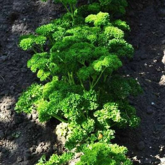 Petroselinum crispum