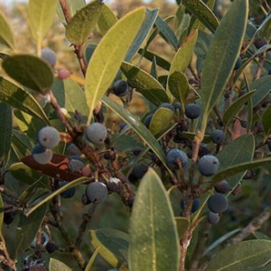 Phillyrea angustifolia