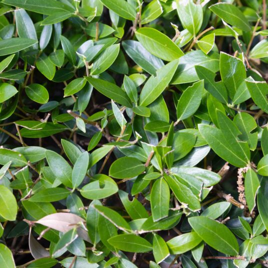 Phillyrea angustifolia