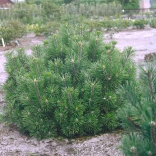 Pinus mugo 'Gnom'