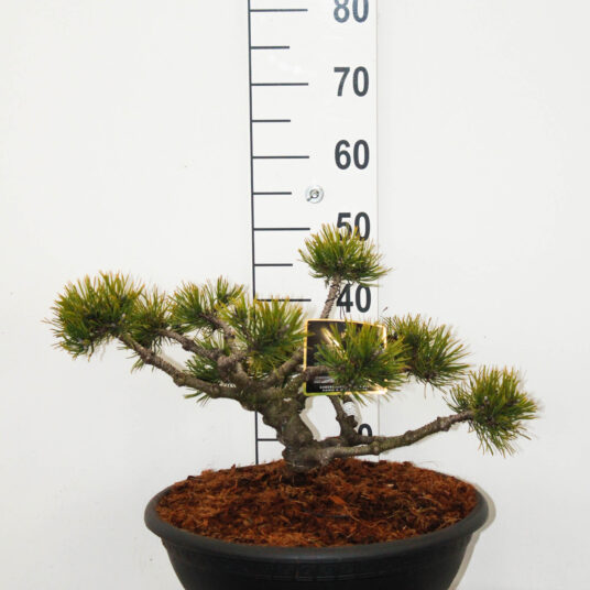 Pinus mugo 'Klosterkotter' (='klostergrun')