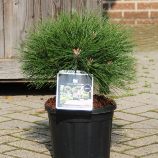 Pinus nigra 'Brepo'   (='pierrick_brégéon')