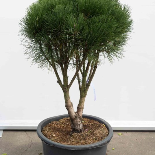 Pinus nigra 'Rondello'