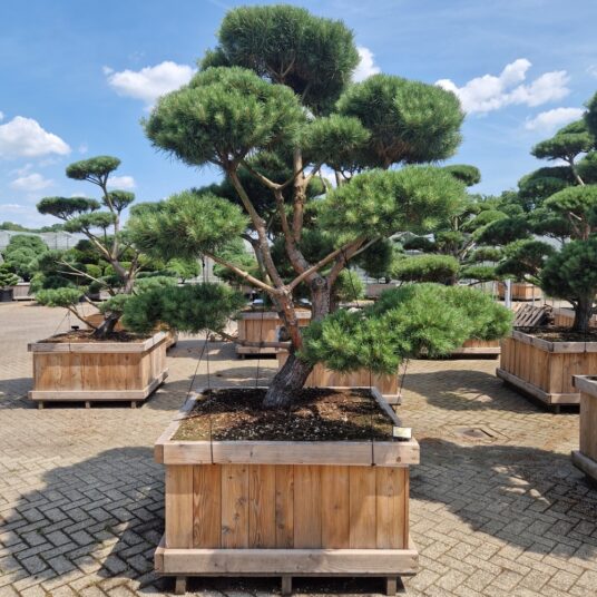 Pinus sylv. 'Norska' (= 'norske typ')