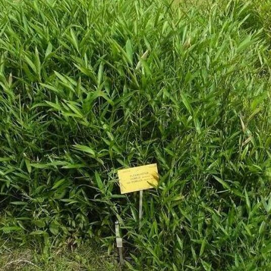 Pleioblastus argenteostr. 'Pumilus'