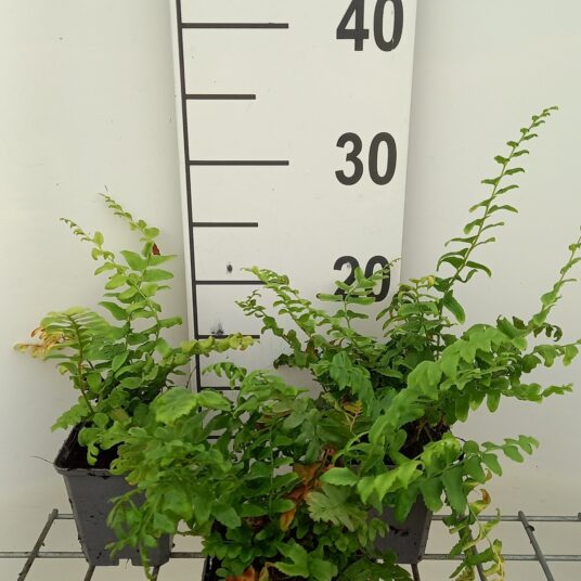 Polystichum acrostichoides