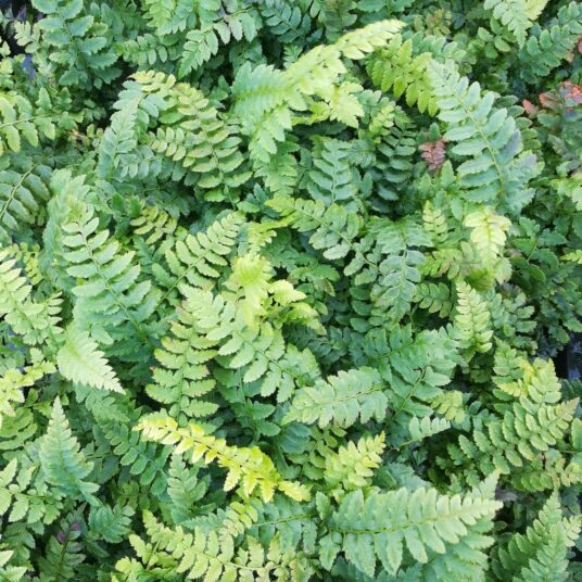 Polystichum aculeatum