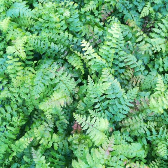 Polystichum braunii