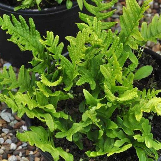 Polypodium vulgare