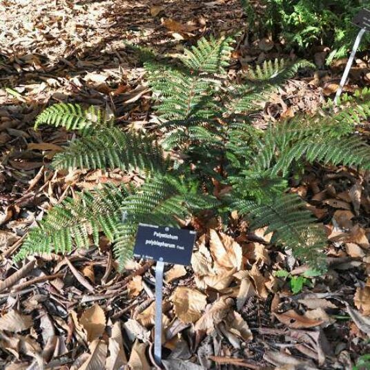 Polystichum polyblepharum