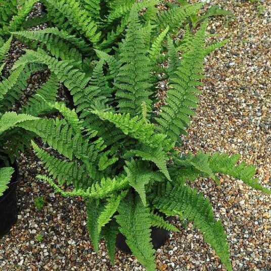 Polystichum setiferum