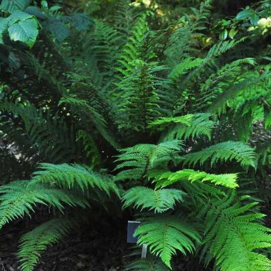 Polystichum set. 'Dahlem'