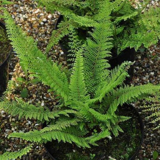 Polystichum set. 'Herrenhausen'