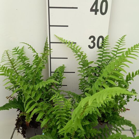 Polystichum munitum
