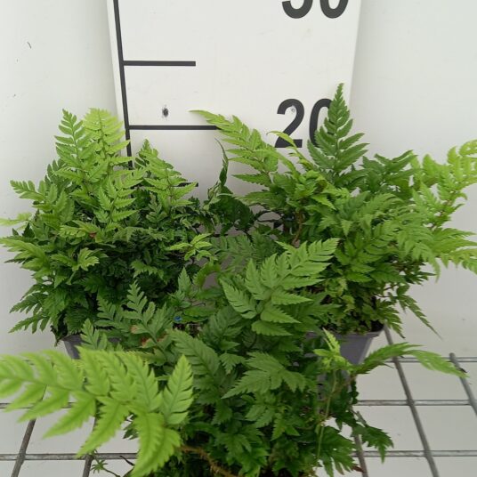 Polystichum rigens