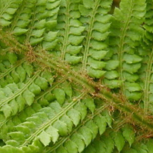 Polystichum set. 'Congestum'