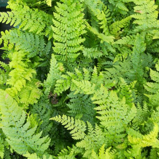 Polystichum set. 'Plumosum'