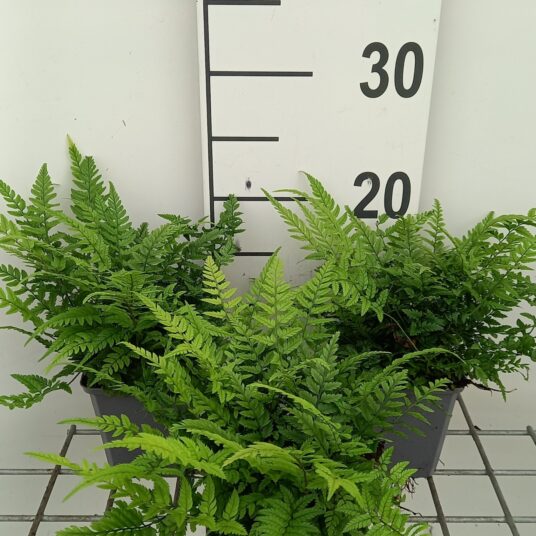 Polystichum tsus-simense