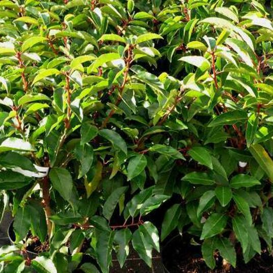 Prunus lusitanica