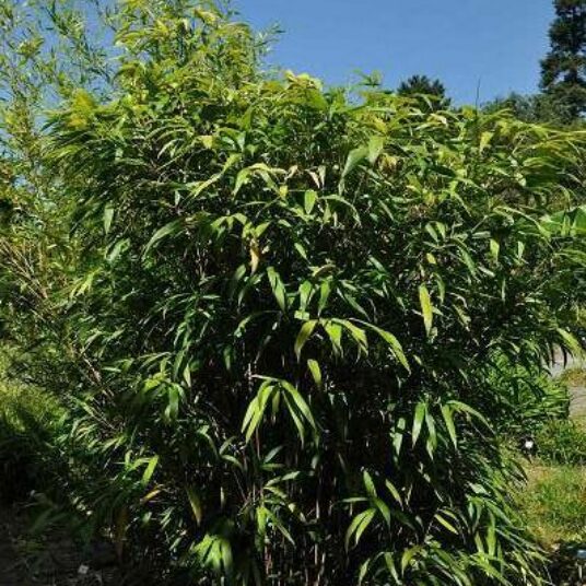 Pseudosasa japonica (=bambusa metake)