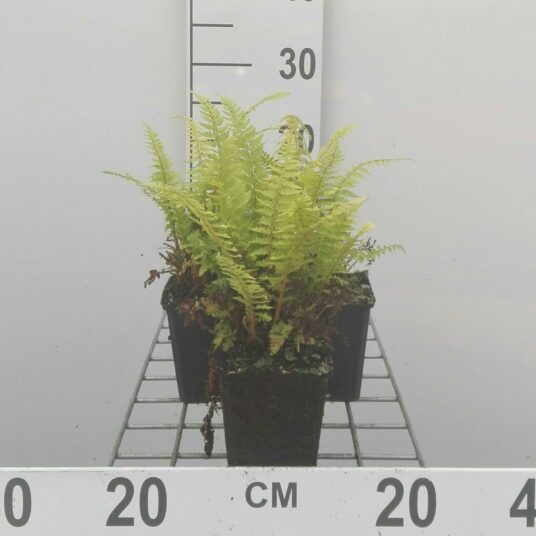 Pteridium aquilinum