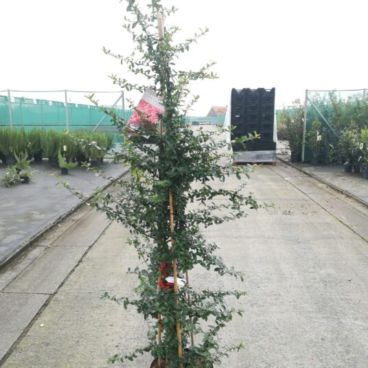 Pyracantha 'Saphyr Rouge'®