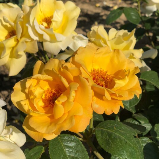 Rosa 'Arthur Bell'