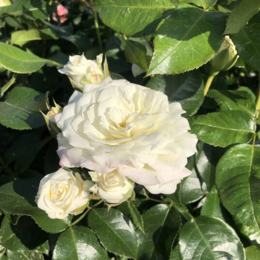 Rosa 'Alabaster'