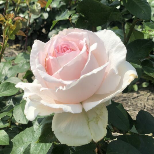 Rosa 'Andre Le Notre'® (= 'meiceppus'®)